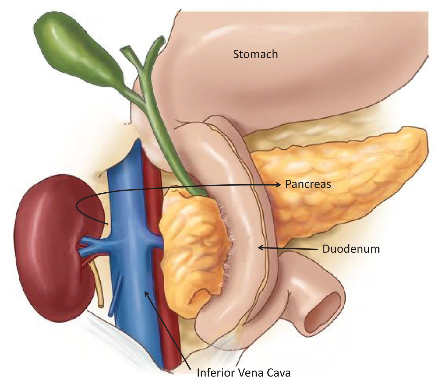 Duodenum- Anatomy, Functions and Conditions