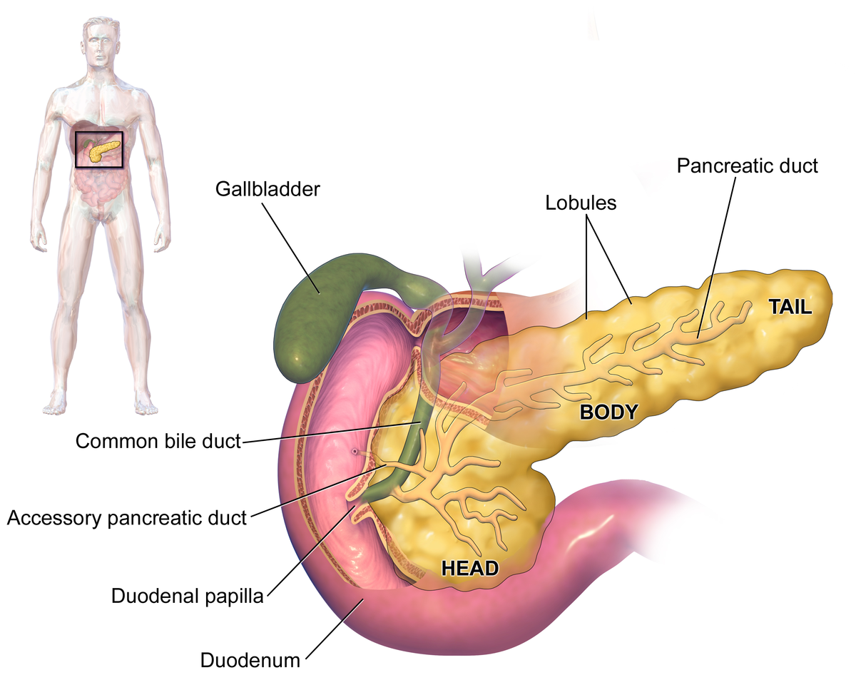 Symptoms of Exocrine Pancreatic Insufficiency